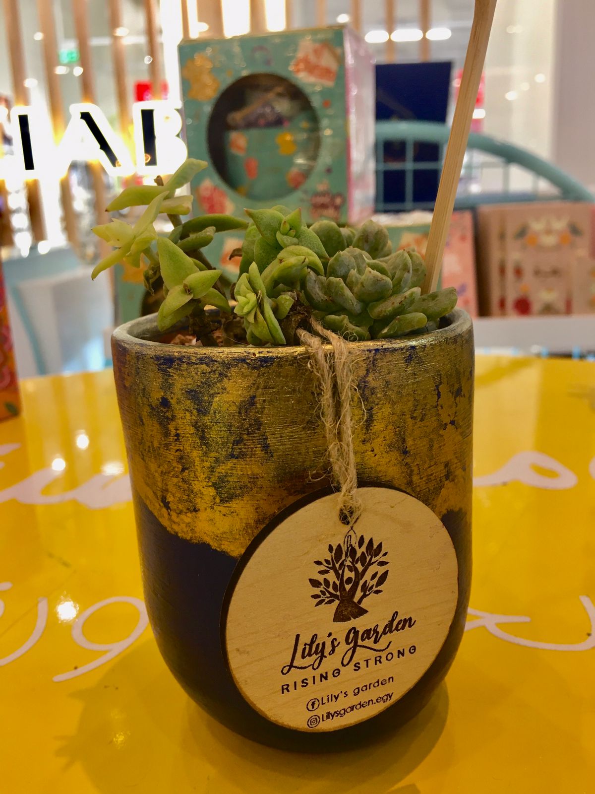 Plant succulents