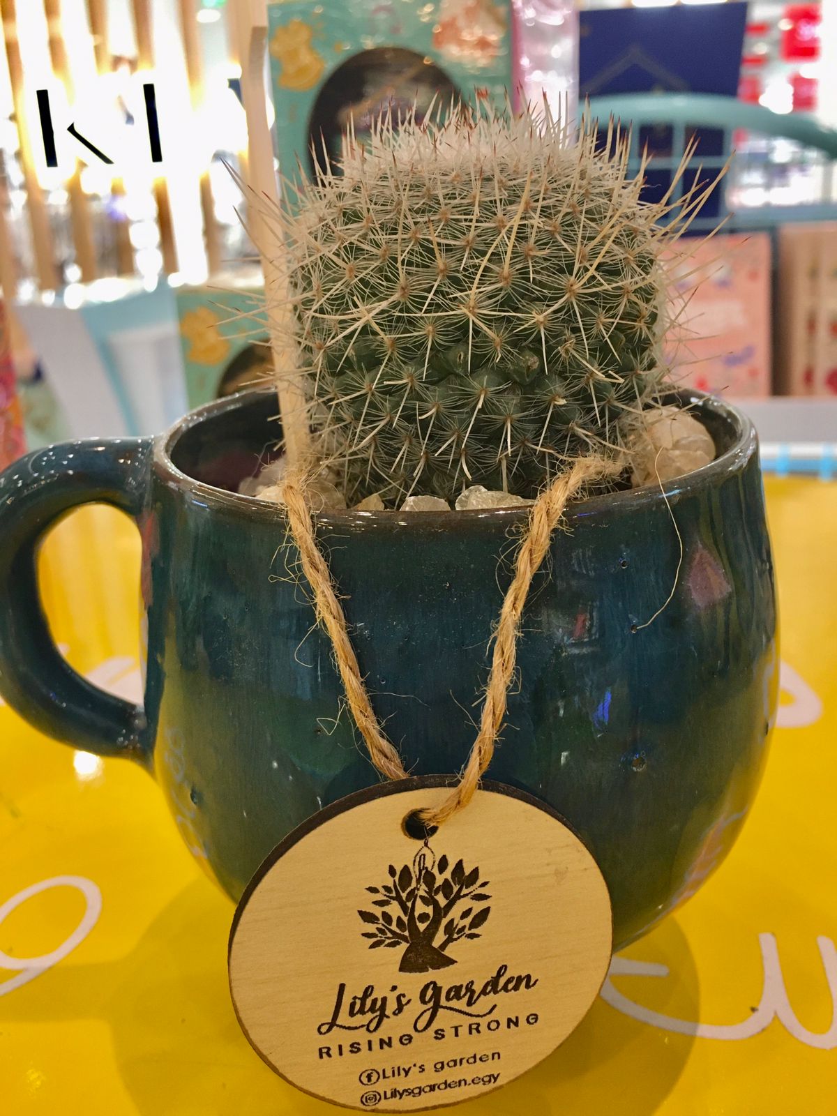 Plant succulents