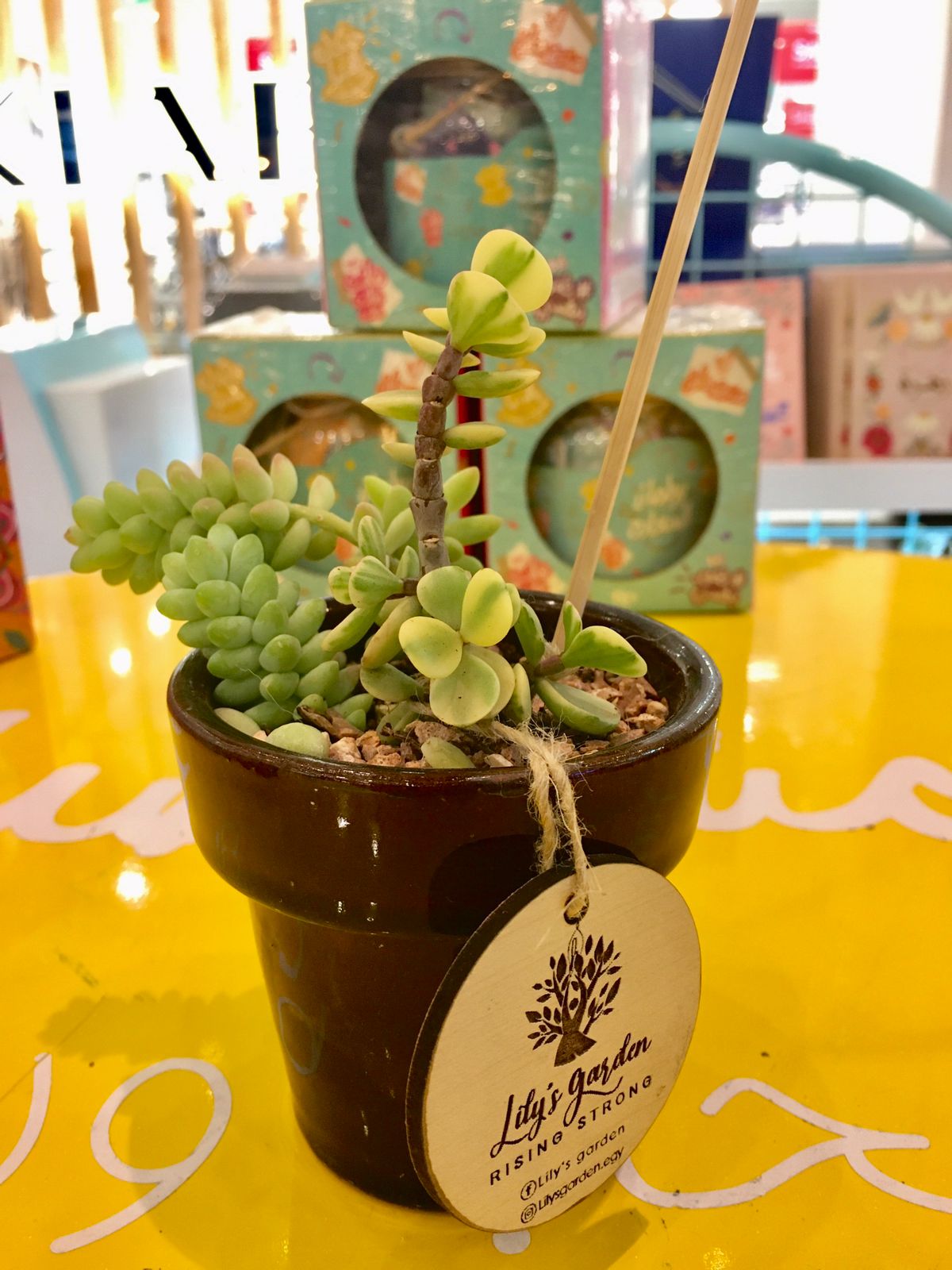 Plant succulents