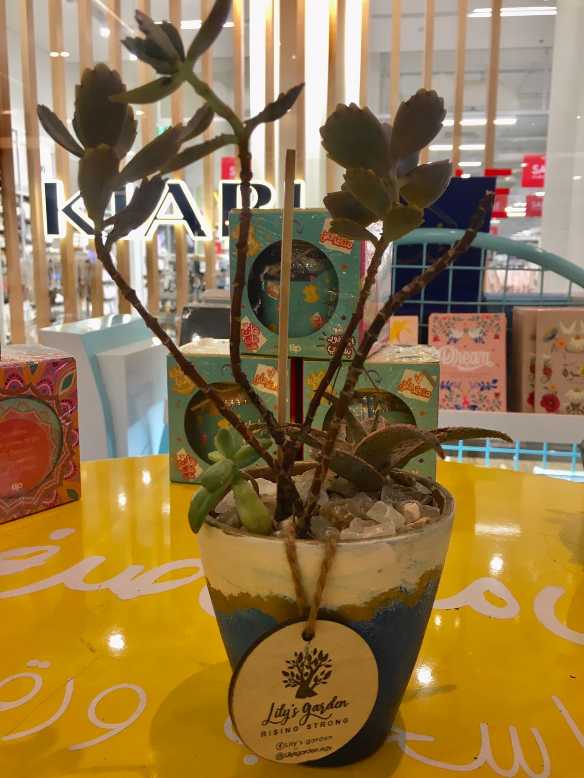 Plant succulents