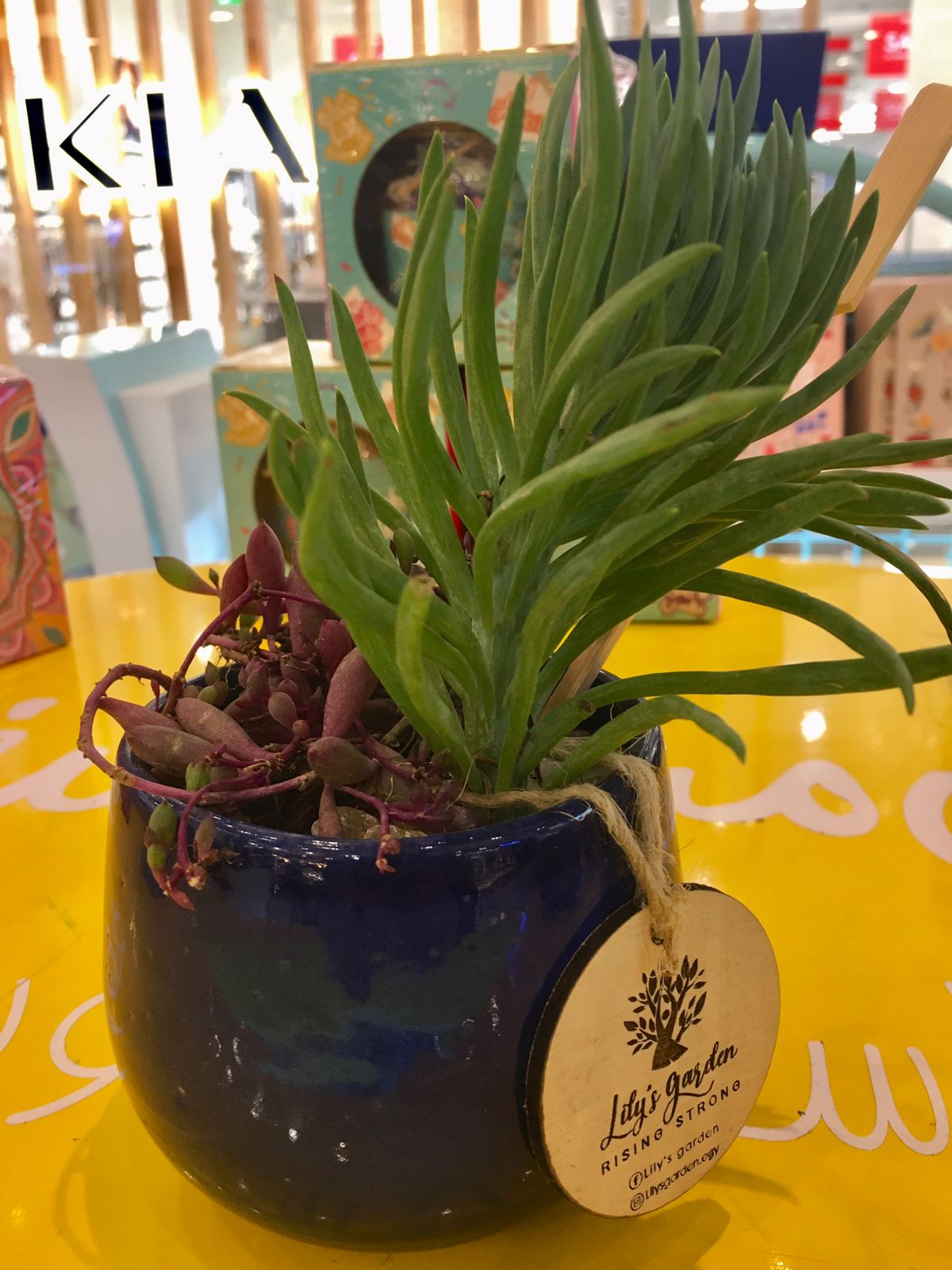 Plant succulents