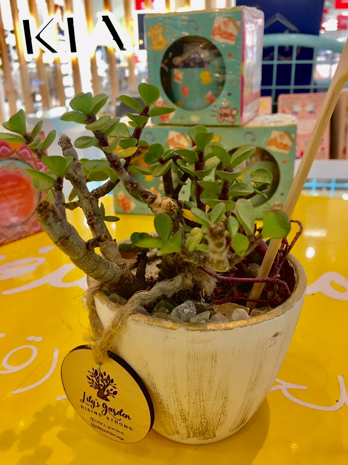 Plant succulents