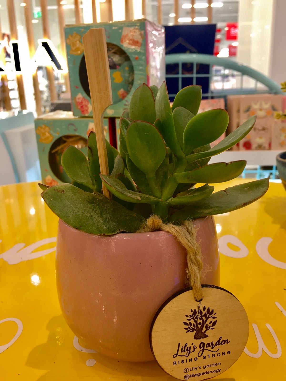 Plant succulents