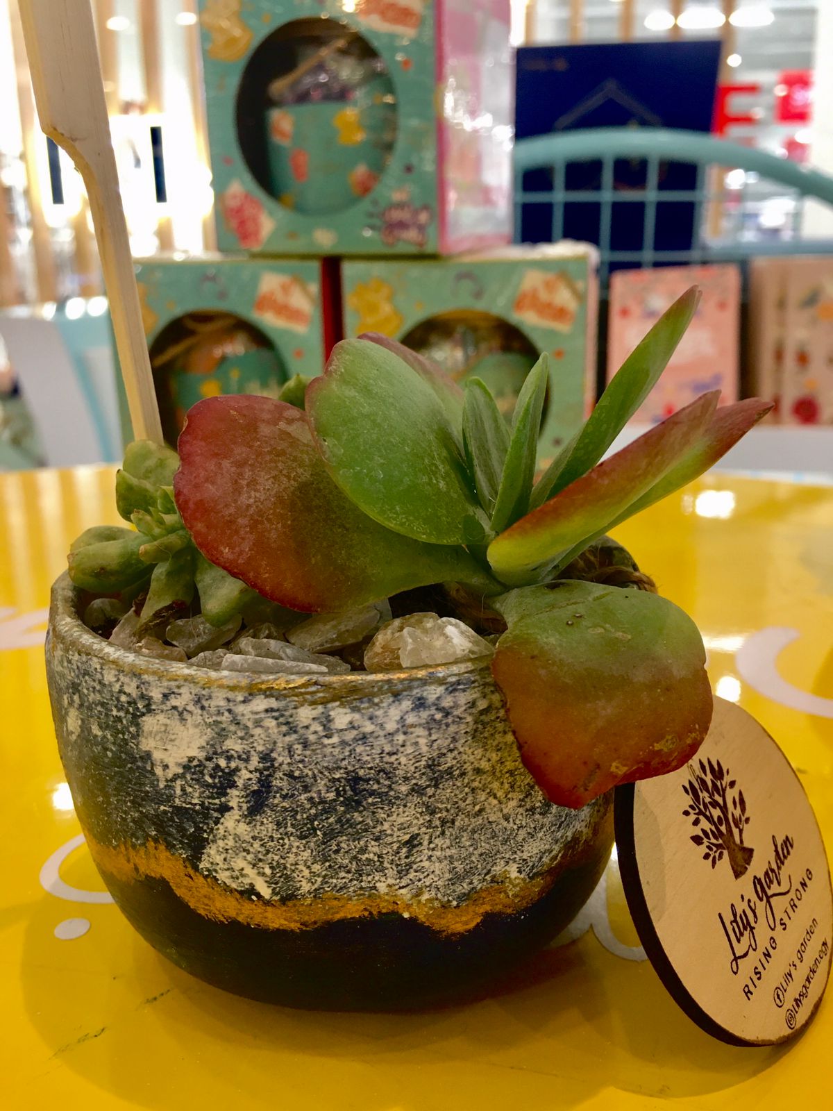 Plant succulents