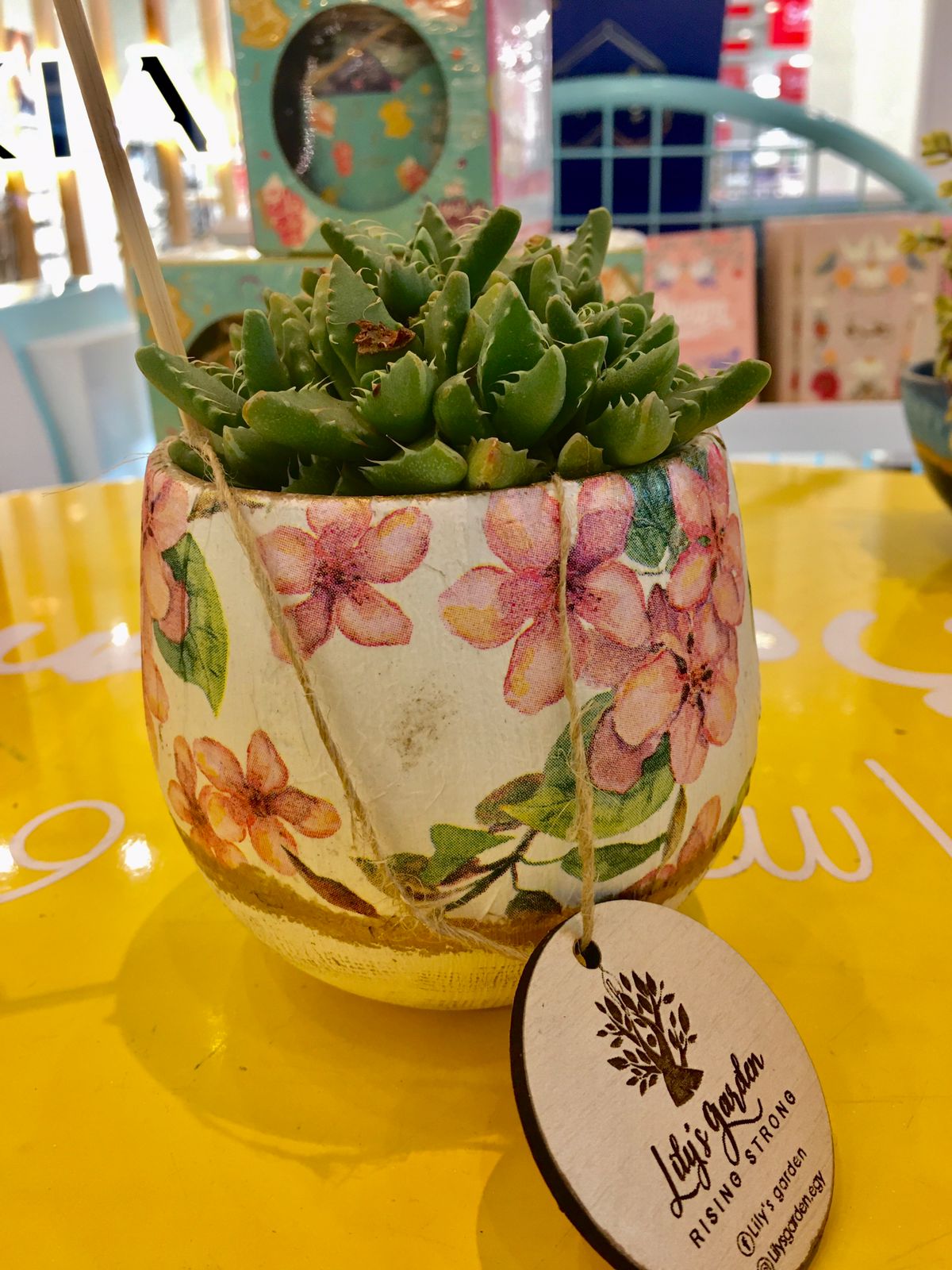 Plant succulents