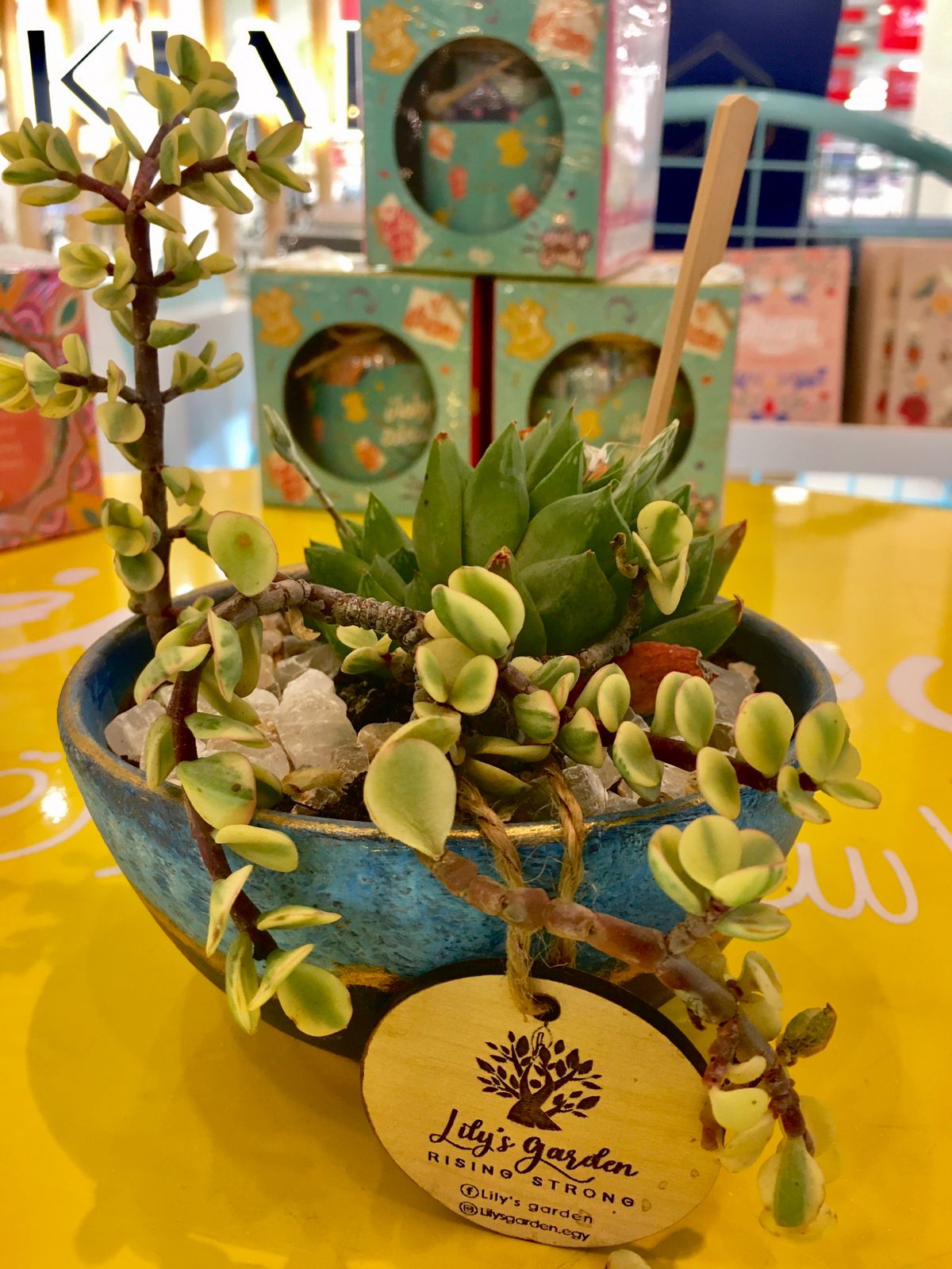 Plant succulents