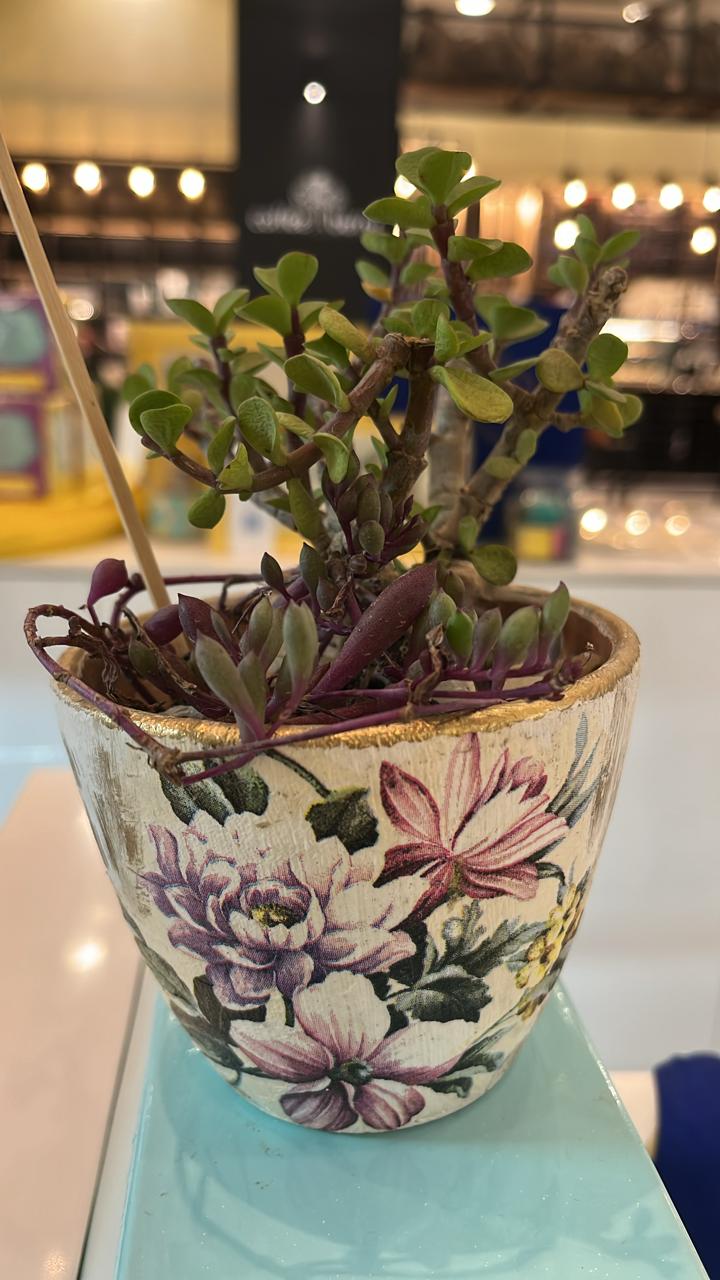 Plant succulents