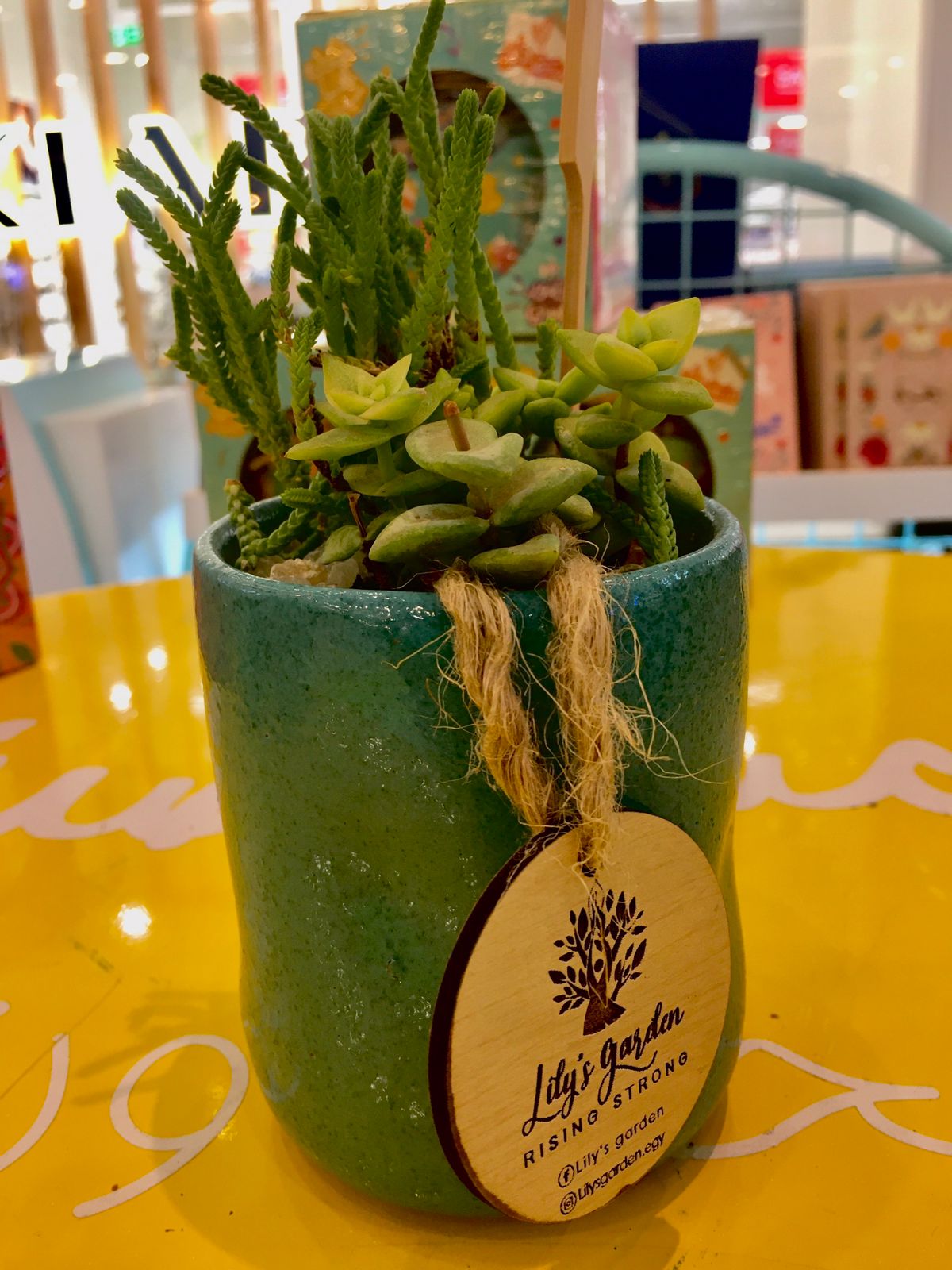 Plant succulents