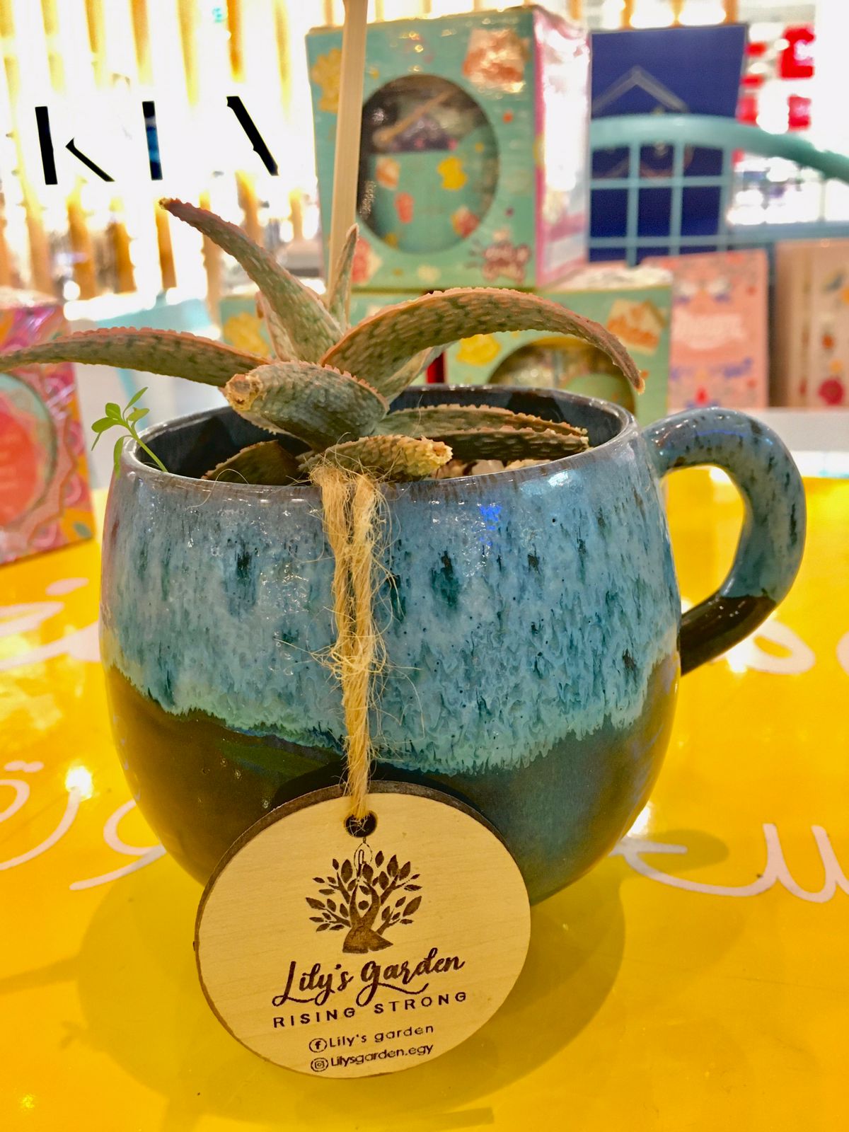Plant succulents