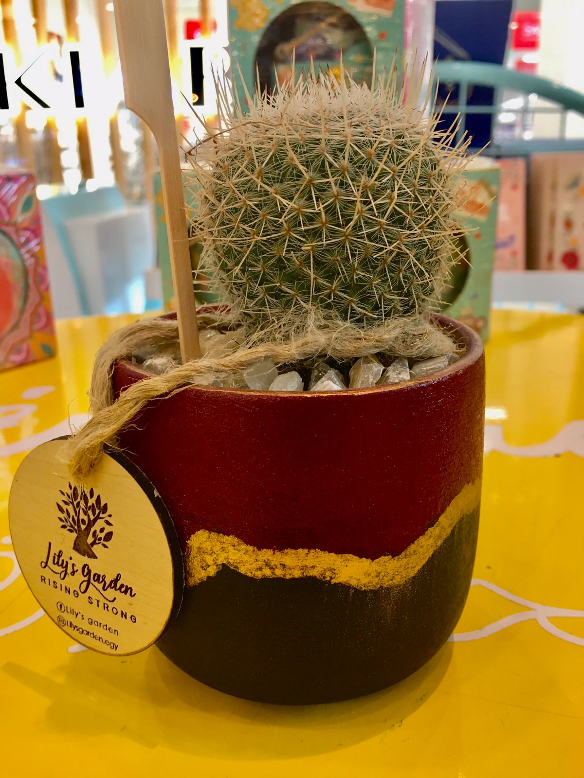 Plant succulents